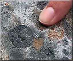 This medium gray limestone contains many fossilized balls of algae called oncoliths (dark gray) and trace fossils left behind by burrowing animals (orange) in this approximately 550 million year old rock.