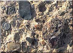 Note the quarter for scale. This conglomerate is made up of pebbles surrounded by a matrix of finer-grained sediment. Notice the large clast in the lower right-it is a conglomerate within a conglomerate.